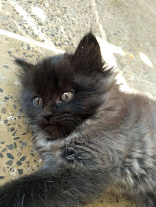 Black Triple-Coated Persian Kitten – Cute, Playful, and Ready to Adopt 5