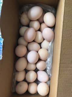 aseel thai hen eggs