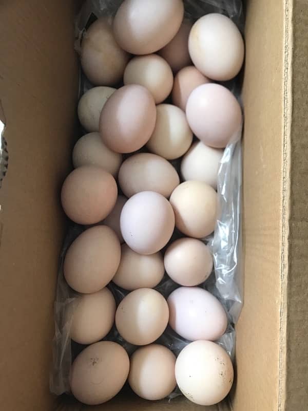 aseel thai hen eggs 1