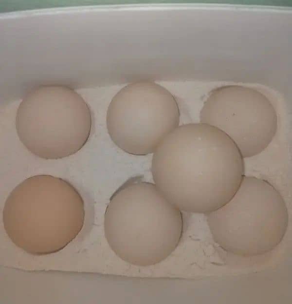 High Quality Aseel Eggs 1