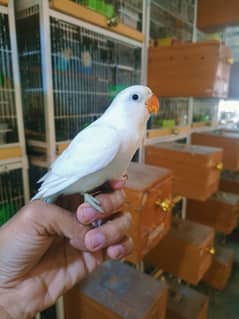 Albino Lovebirds Parrot