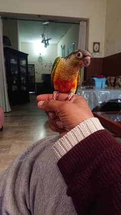 sunconure and Green Cheek conure