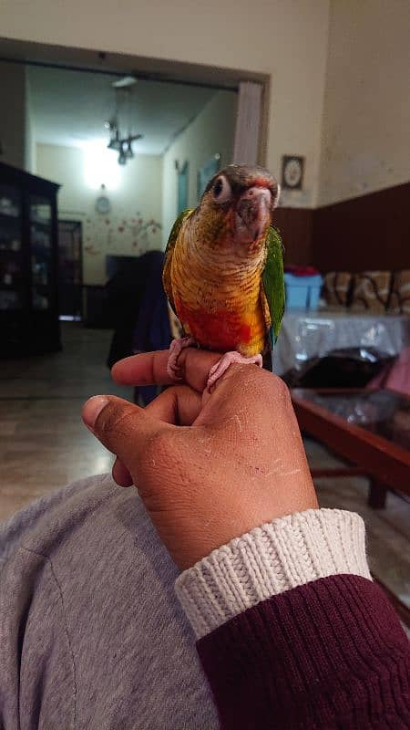 Green Cheek conure 1