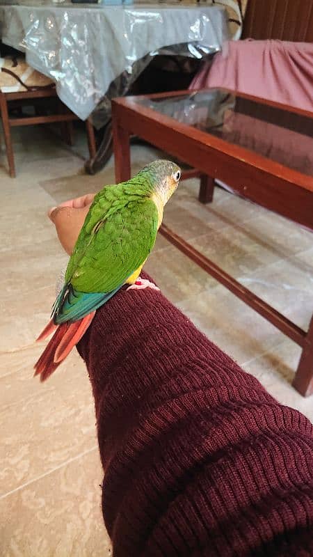 Green Cheek conure 2