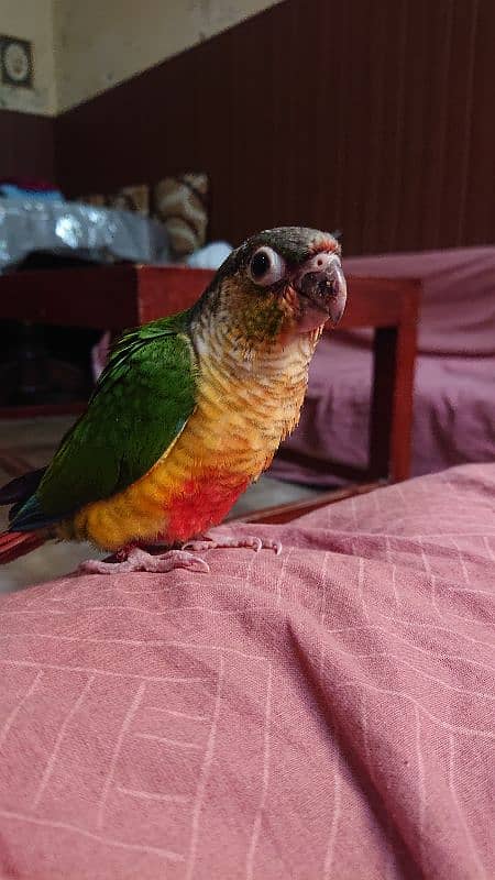 Green Cheek conure 3