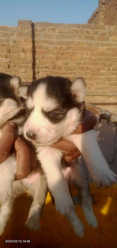 Husky puppies 6