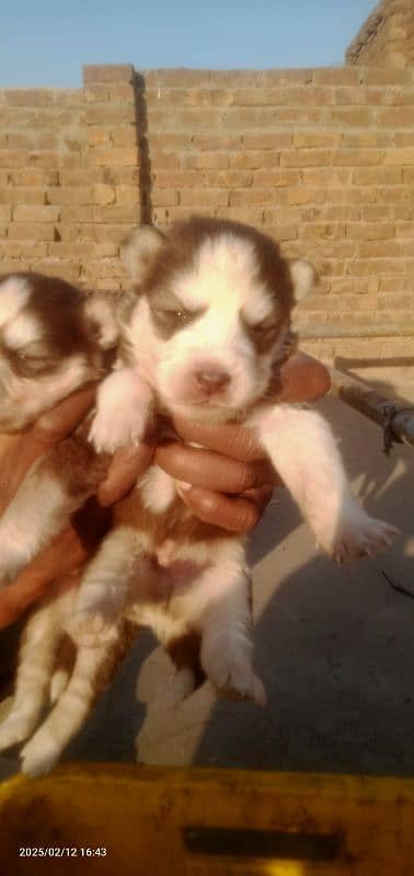 Husky puppies 8