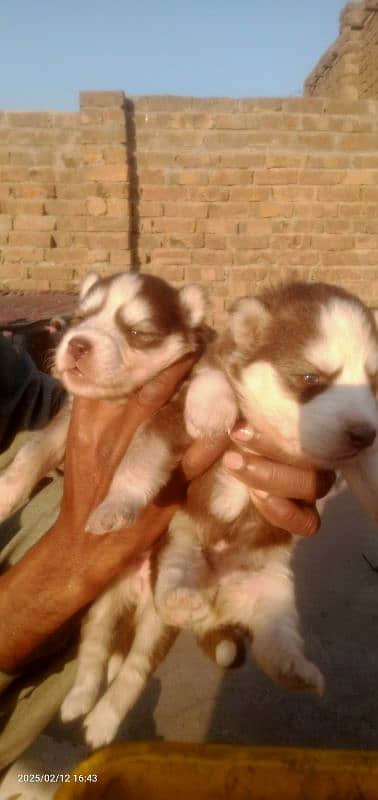 Husky puppies 9