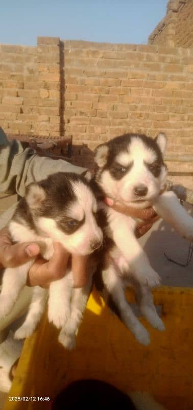 Husky puppies 10