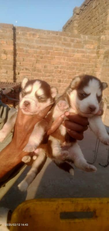 Husky puppies 11