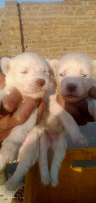 Husky puppies 12