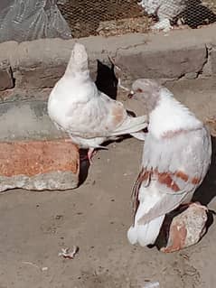 Abbottabad pigeons