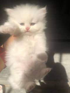 1 kitten for sale