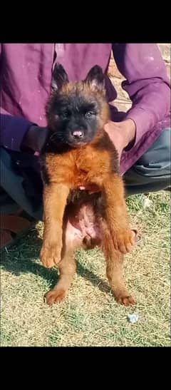 German Shepherd double coat female for sale