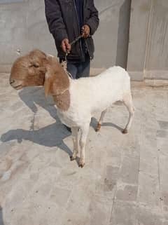 DUMBA for sell QURBANI 2025