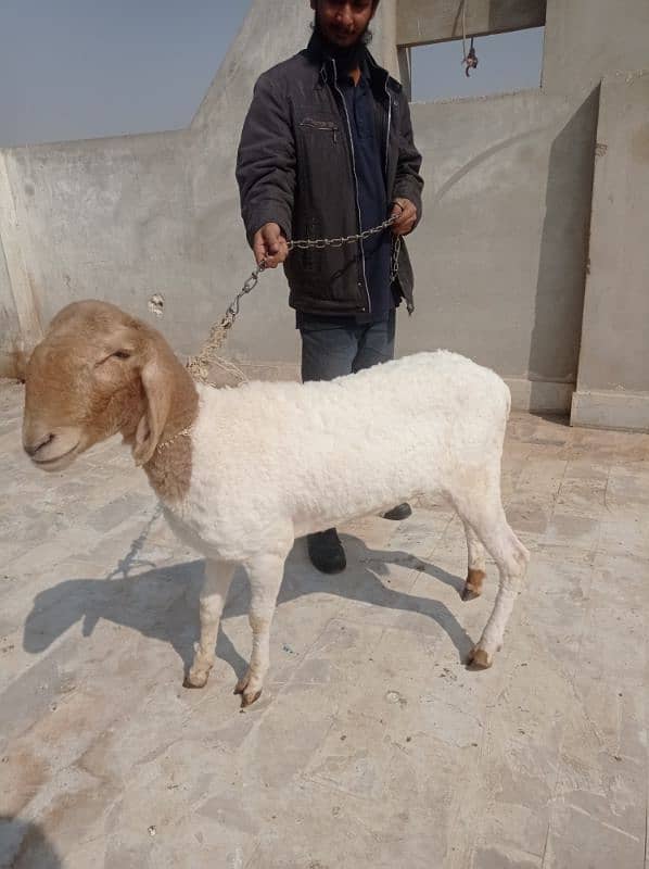 DUMBA for sell QURBANI 2025 1