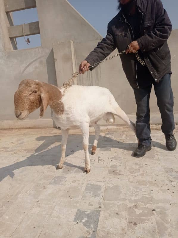 DUMBA for sell QURBANI 2025 2