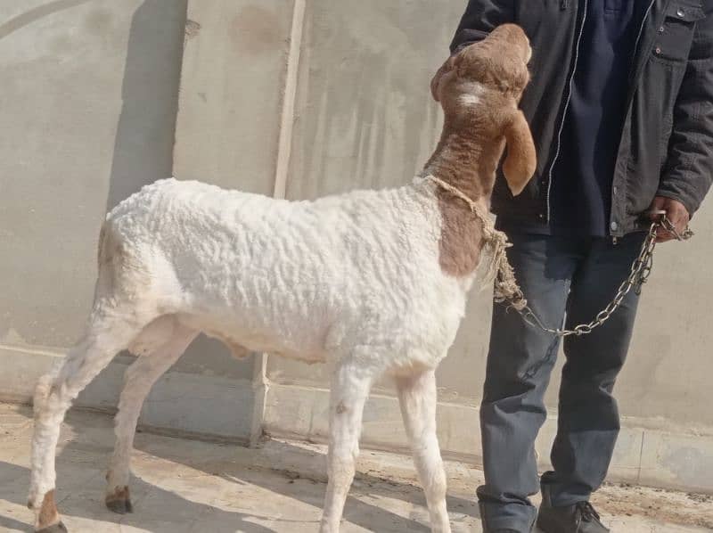 DUMBA for sell QURBANI 2025 5