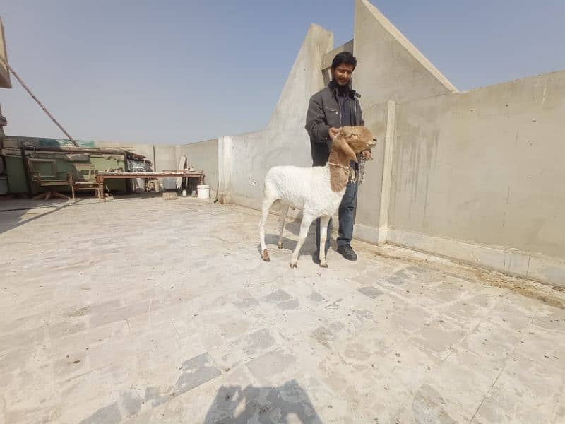 DUMBA for sell QURBANI 2025 6