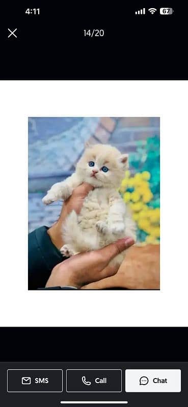 Persian Punch face triple coat cat Kitten 6