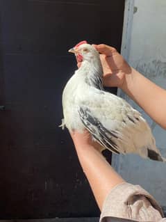 hen chicks aseel, light sussex