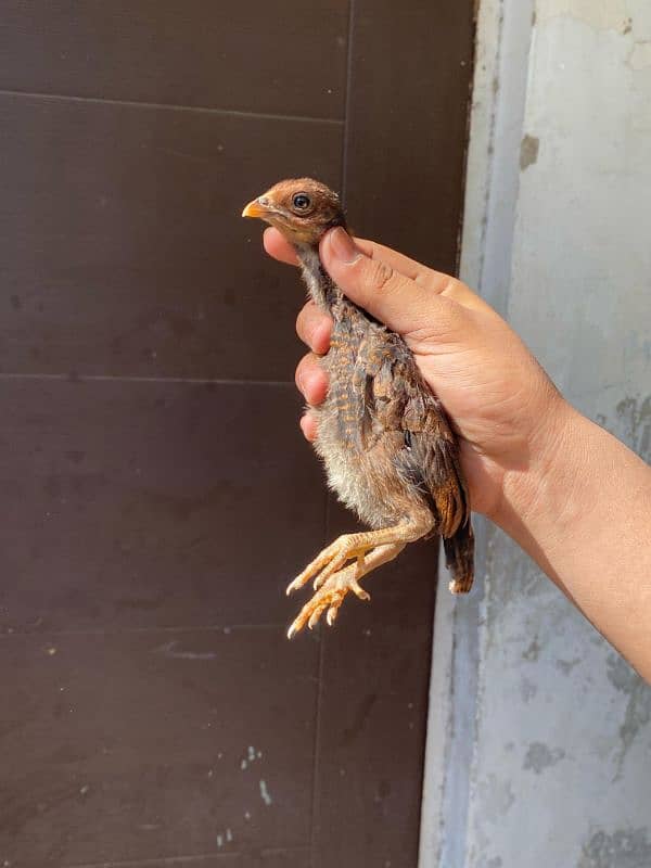 hen chicks aseel, light sussex 3