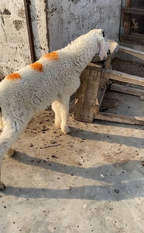 mashallah beautiful dhumba for sale ghar ka palava age saray 3 months 1