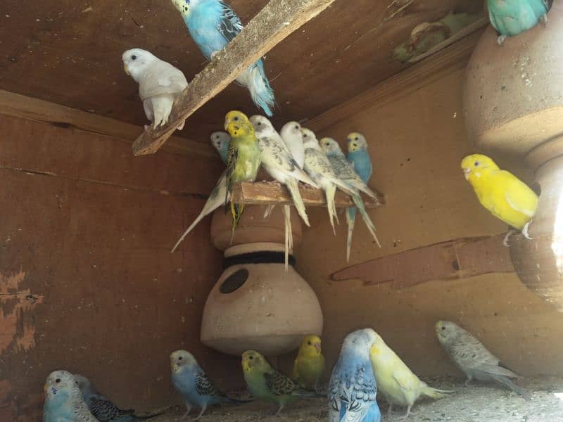 150 parrots for sell 0