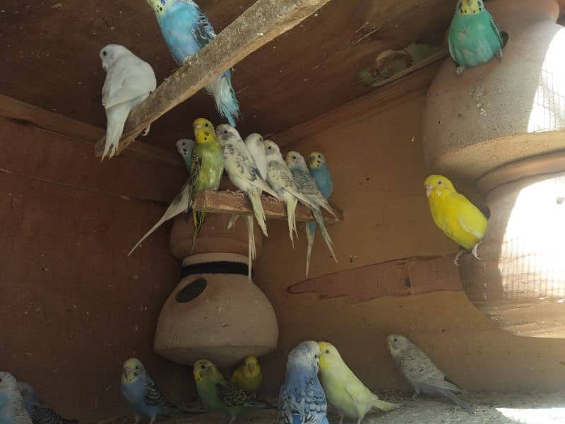 150 parrots for sell 1