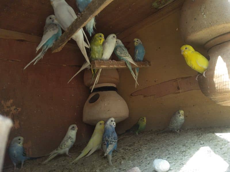 150 parrots for sell 2