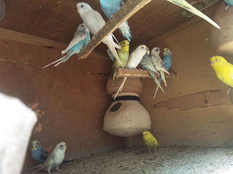 150 parrots for sell 3