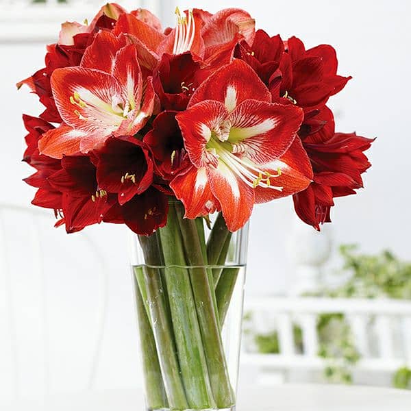 Amaryllis 1