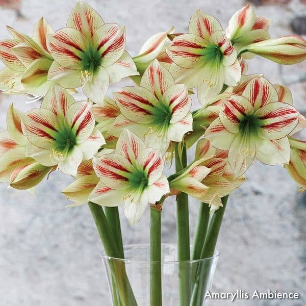 Amaryllis 7