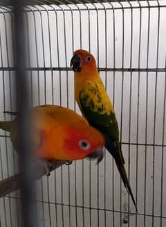 Sun Conure Breeder Pair