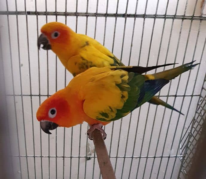 Sun Conure Breeder Pair 1