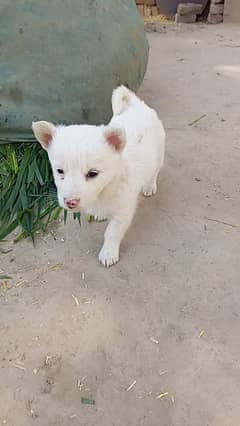 Russian puppy Puppy 50 days old