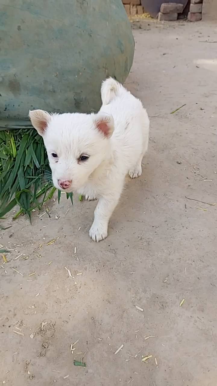 Russian puppy Puppy 50 days old 0