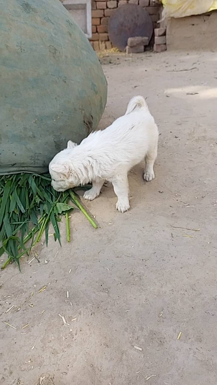 Russian puppy Puppy 50 days old 1