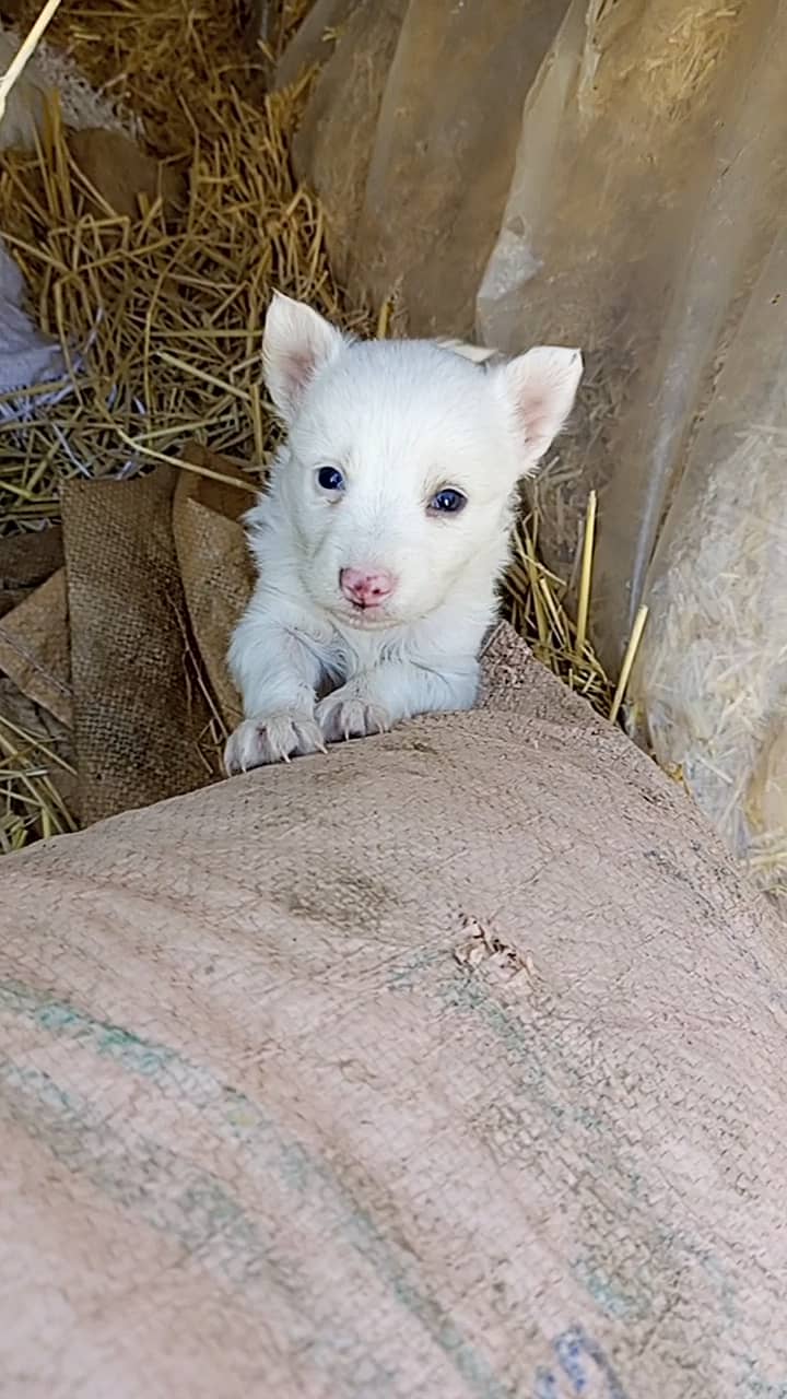 Russian puppy Puppy 50 days old 2