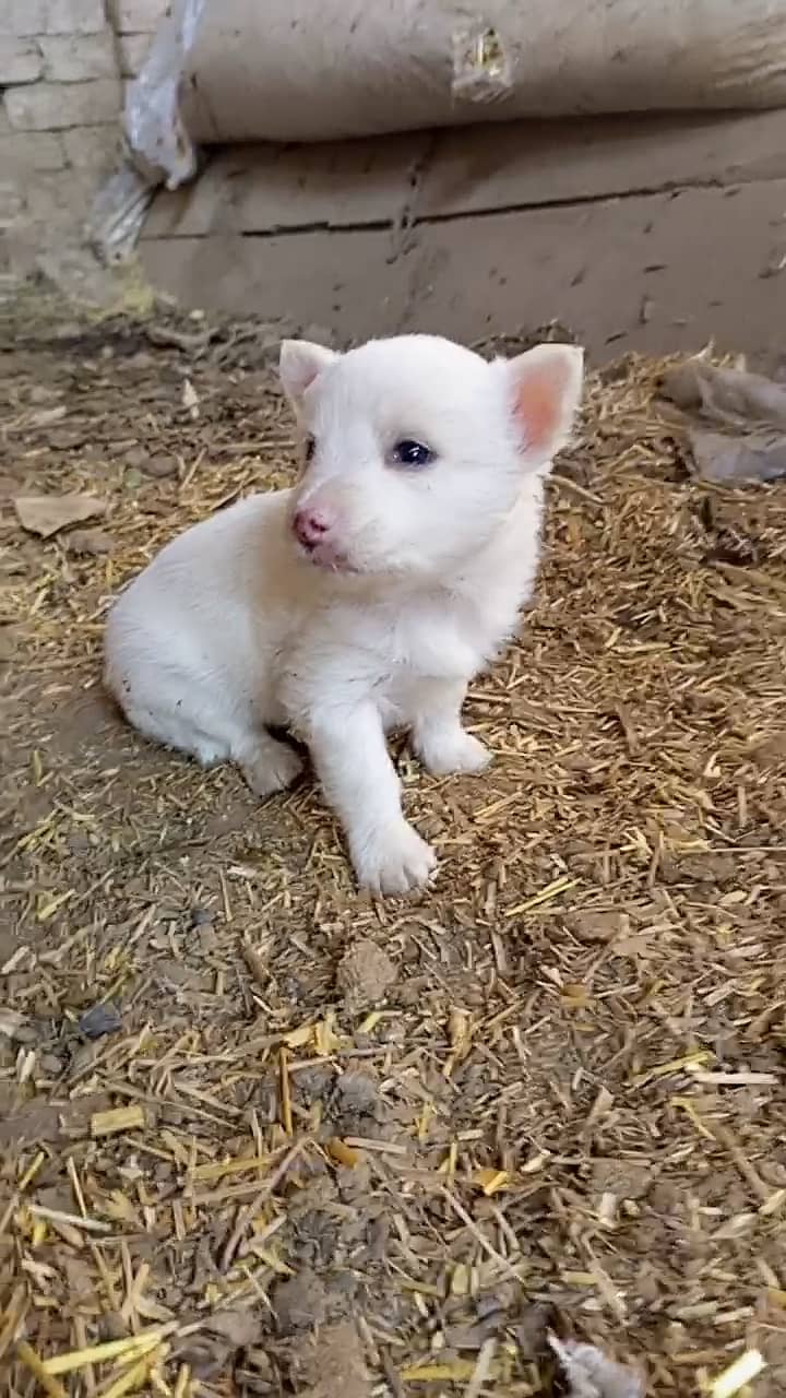 Russian puppy Puppy 50 days old 4