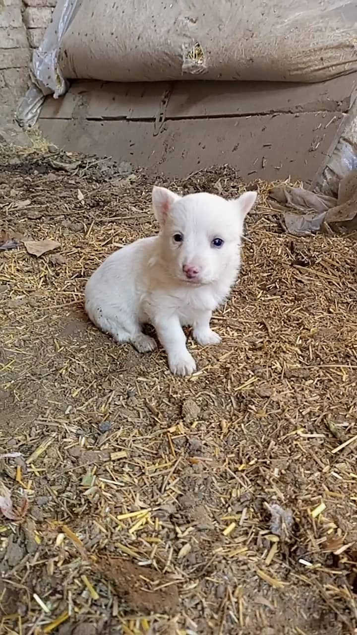 Russian puppy Puppy 50 days old 5