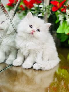 Persian cats | Punch Face cats | Triple Coated cats | Kittens and cats