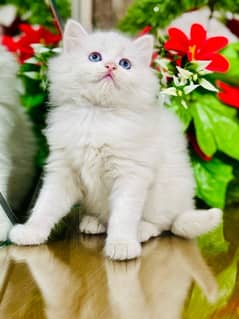 Persian cats | Punch Face cats | Triple Coated cats | Kittens and cats