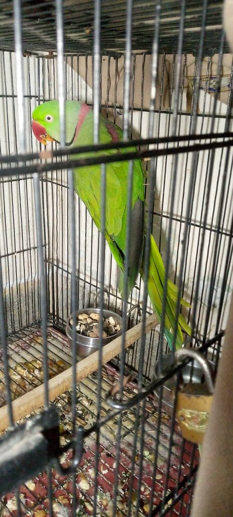 kashmiri Parrot / Parrot For Sale 0