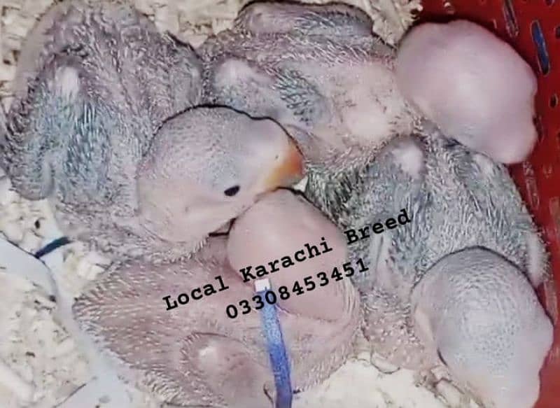 local karachi breed kashmiri Pahari chicks raw 0