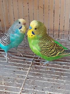 Australian Parrot 2 pair with Cage