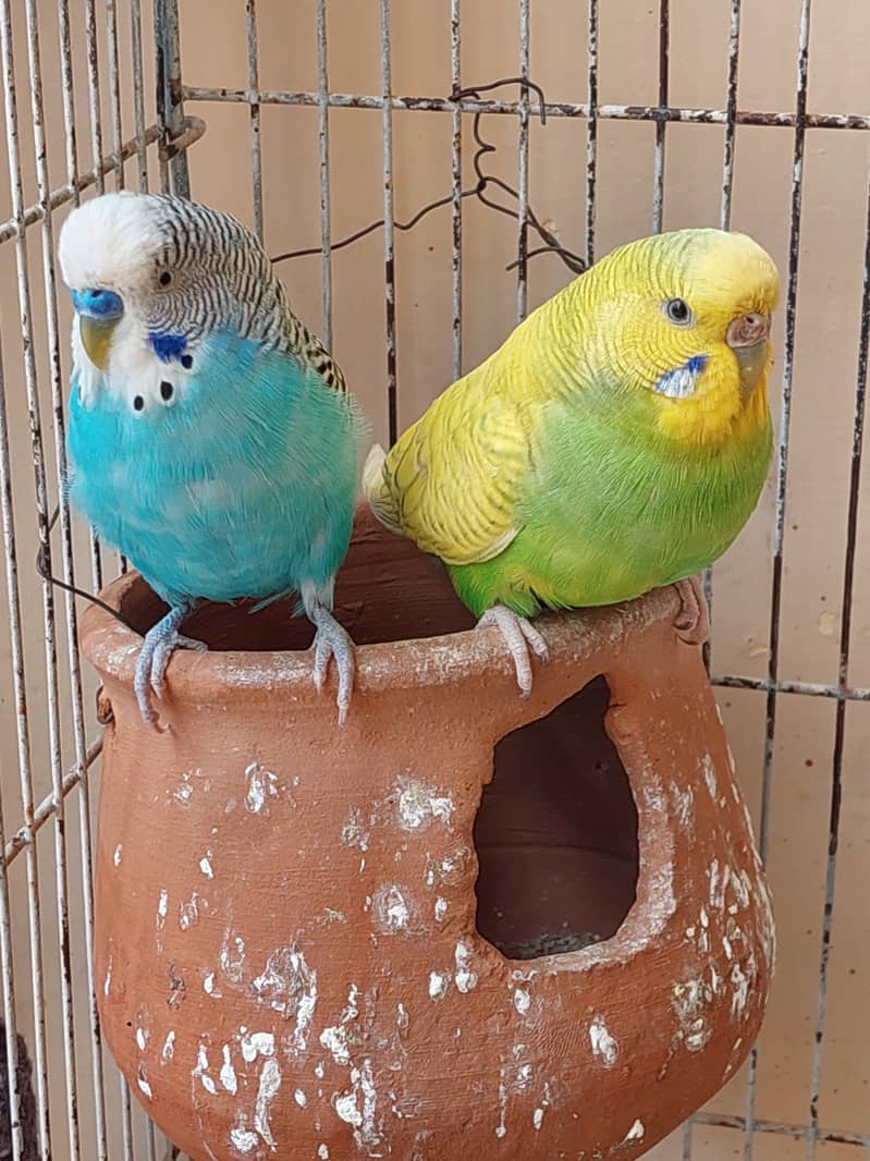 Australian Parrot 2 pair with Cage 1