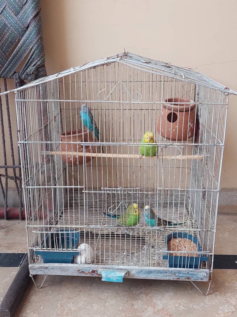 Australian Parrot 2 pair with Cage 2