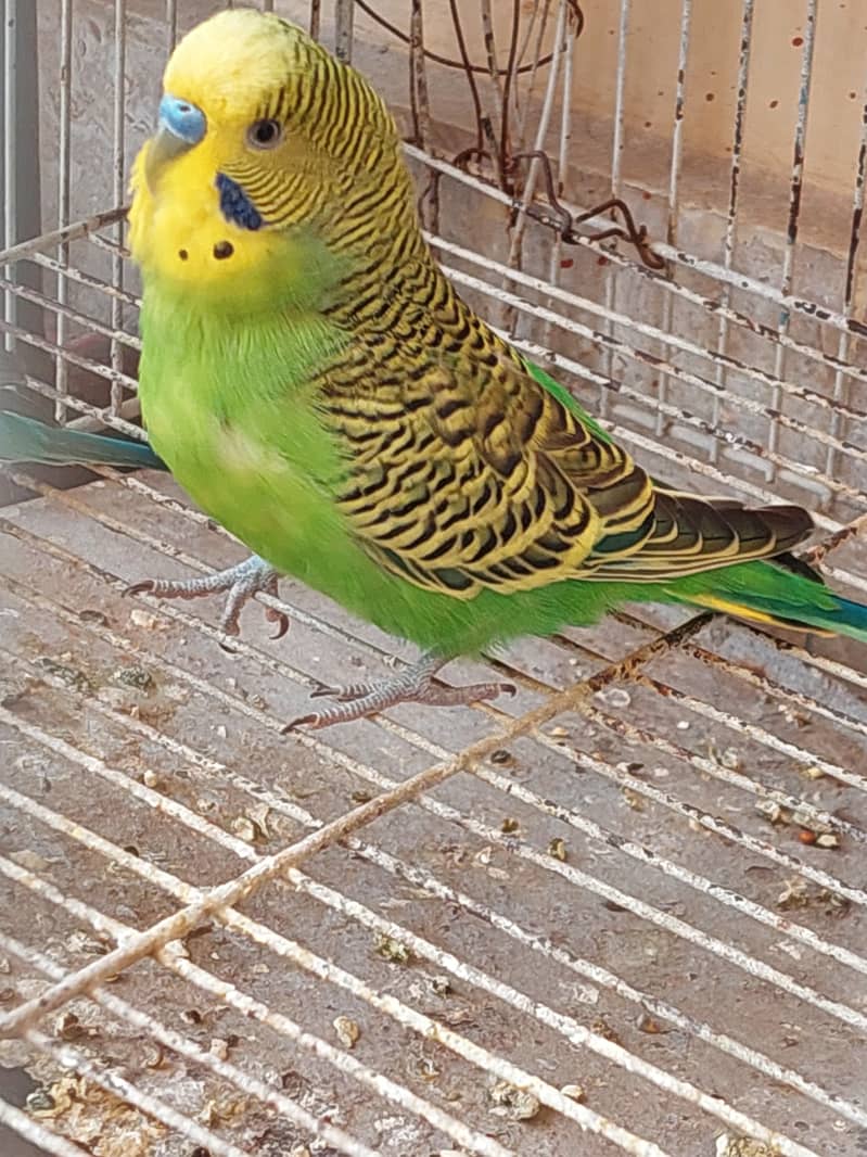 Australian Parrot 2 pair with Cage 3