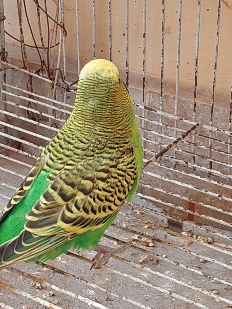 Australian Parrot 2 pair with Cage 4